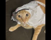 Orange cat white plastic bag headscarf couch