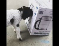 Baby goat knocks box down with head
