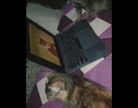 Cat watches show black laptop purple blanket 