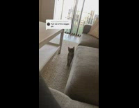 Grey cat wiggles jumps on couch 
