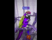 What color would this parrot be on planet her 