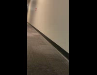 Golden retriever puppy dog carries leash hallway