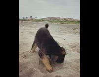Black brown puppy dog digs beach sand 