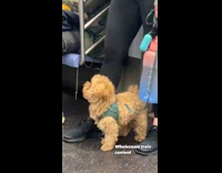 Guy on subway plays flute and dog is curious