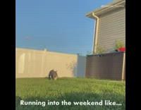 Grey puppy dog runs into phone grass