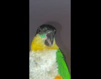 Bird sticks tongue in and out of beak