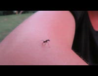 Woman shows ant pull its own antennae 
