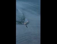 Squid caught and squirts ink on filmer