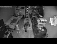 Two dogs bark on the living room with CCTV
