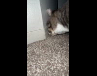 Collab BitchMP - Man tells cat to kill bug 