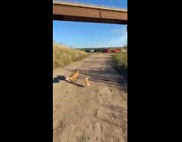Fox tries to steal food drops bag