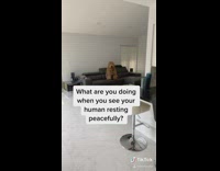 Brown white monkey orange diaper large dog 