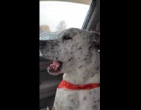 Dog whines at owner inside the car