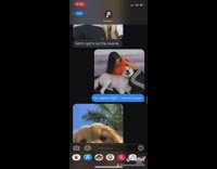 Text message song lyrics golden retriever dogs 