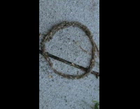 Group of worms crawls in circle in the ground