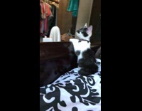 Black and white kitten cat at edge of bed watching black screen tv