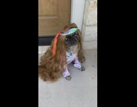 Pug wears hippie costume 