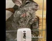 Collab Pets For All - Grey chinchilla gets excited plastic bag crinkle 