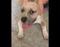 Brown pitbull gets pet and massaged by owner and likes it, captions