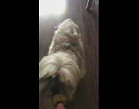 Girl communion bread small white grey dog 