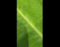 Small monarch caterpillar hatching from egg leaf