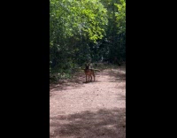 Dog play fetch with large stick on trail