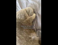 Collab BitchMP - Sleeping grey cat snoring and purring