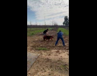 Collab IITW - Man films pig that walks on field