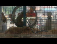 Hamster run in wheel fall slow motion