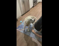 Golden retriever puppy dog interrupts work out 