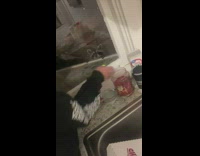 Collab BitchMP - Raccoon outside of window