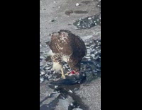 Falcon eat insides of pigeon ground graphic