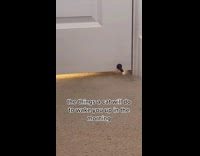 Cat pulls under door stop with paw 