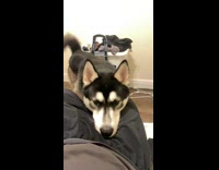 Collab BitchMP - Black Husky Dog Smelling Guys Pants And Then Bites Him