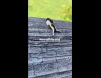 Collab Clips MPUGC - Weird looking white butterfly