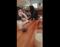 Black cat stops guy from petting her 