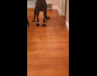 Dog with puppy shoes uncomfortable to walk