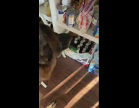 Dog look at bottles in the box