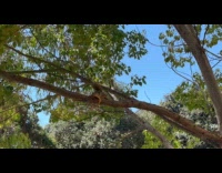 Squirrel hissing while laying down on tree