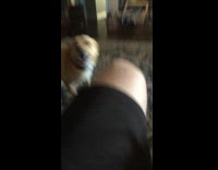 Dog put head between legs of owner