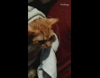 Guy holds kitten wrapped in white towel