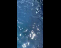 Blue yellow striped fish swim ocean water 