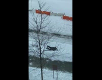 Guy laying facedown makes snow angel 