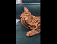 Collab PLC - Cat lie down green couch licks paw