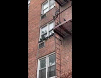 Collab WINY - Flock of pigeons fly on edge of the window