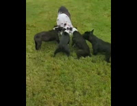 Big bulldog plays tug of war with 3 dogs