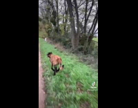 Two dogs run together on side of road