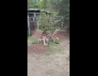 Father and son kangaroo play fight safari