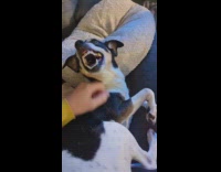 Dog makes loud growl noise when getting pets