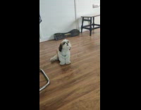 Small brown white dog howls at harmonica 